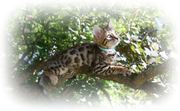 Bengal kittens for sale (Pedigree)