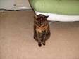 CAT NEEDS a loving home,  Cat,  Othercats,  brown,  female, ....