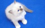 Lovely Blue Eyes Birman kittens for sale