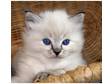 ragdoll kittens