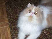 At **Stud**Only** Cream & White Persian