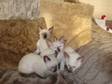 Full Bred Siamese Kittens for Sale.