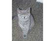 British Blue and Blue Cream Shorthair kittens. ready Dec 22nd