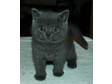 British Shorthair Kitten for Sale
