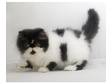 Pedigree persian