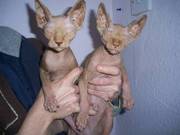 sphynx kittens