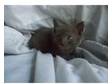 Beautiful blue grey Female Siamese kitten. Female....