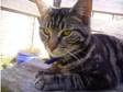 missing cat west howe nutley way. missing male tabby cat....