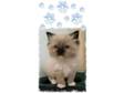 Cuddley ragdoll kittens ready to go on Xmas Eve