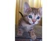 Bengal x British S H kittens (£95). 3 x Marble & 1 x....