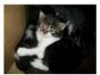 litter of 4 kittens - 3 left!. Hi We have a litter of 4....