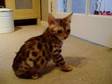 Bengal Stud,  Pedigree,  GCCF registered. Litter from....