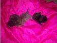 3 x georgous kittens 1 tiger stripe 1 black 1 tortoise....