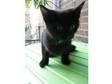 Kitten Last one looking for home. Beautiful friendly....