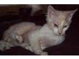 devon rex kitten. now reduced to 200 beautiful red point....