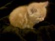 Rare ginger female and ginger male kittens for sale.....