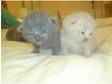 British Shorthair Full self Cream Kittens x 4