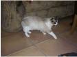 non-pedigree ragdoll