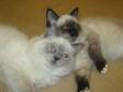 2 Ragdoll Kittens