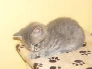 British Shorthair Kittens for sale