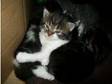 Hello im Called Gizmo (£180). Hi Have x1 girl kitten....