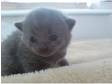 2 x Full Blue British Shorthair Kitten