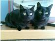 2 black cats need new loving home