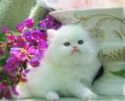 Lovely Persian Kittens For Sale