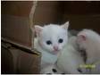 Adorable Pure White Kittens