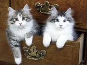 Norwegian Forest Cat kittens for sale