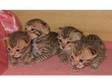 Full Pedigree Bengal Kittens