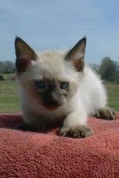 Very Cute Siamese Kittens For Sale