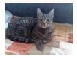 female bengal cat for sale. hi i have for sale a female....