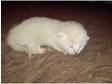 4 x Full Cream British Shorthair Kittens 