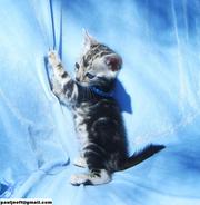 Affectionate, playful, Bengal Kitten