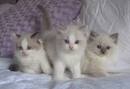 beautifull ragdoll kittens for free hoemadoption