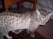 Gorgeous Male Bengal Stud cat for sale