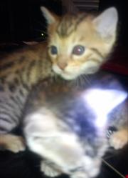 BEAUTIFUL PEDIGREE SILVER/BROWN SPOTTED BENGAL CUBS