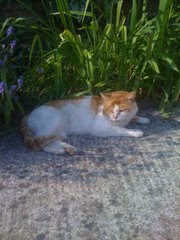 LOST LOST LOST GINGER AND WHITE MALE CAT 