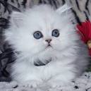 a cute and adorable persian kitten for free adoption