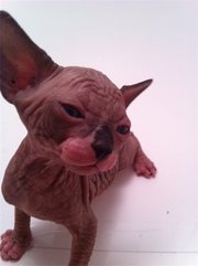 Hairless Sphynx kittens available for re-homing