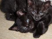 Adorable twin femALE KITTENS fir sale £500 for both