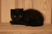 Pedigree Black Exotic Kitten For Sale