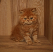 Pedigree Red Persian Kitten For Sale