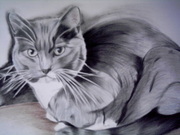 Cat Pencil Portraits drawn from your own photosby southampton Artist