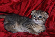 Scottish Fold Manx Cross Kittens For Sale