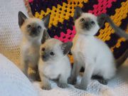 Siamese Kittens for sale Six beautiful kittens For Rehoming