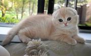 Amazing Scottish Fold Kittens