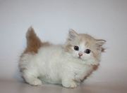 Munchkin Kittens for sale in uk