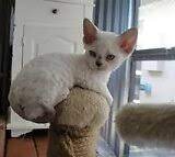 Male and Female Devon Rex Kittens